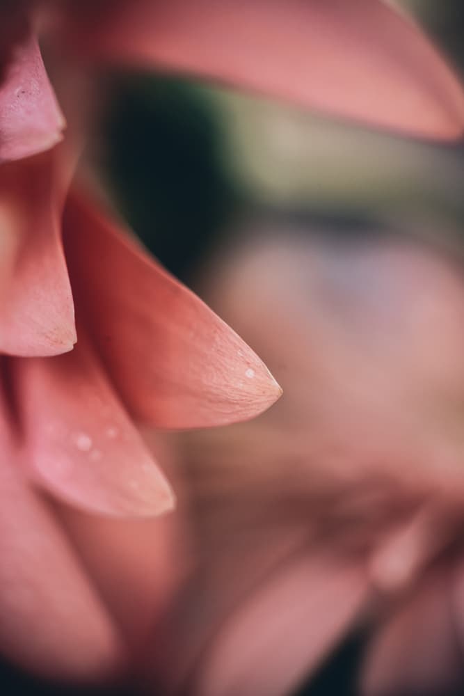 Dreamy Pink Petals by Javier Pardina — canvas wall art