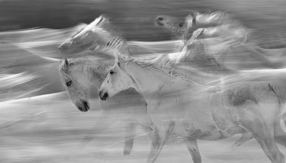 Galloping White Horses by Milan Malovrh — canvas wall art