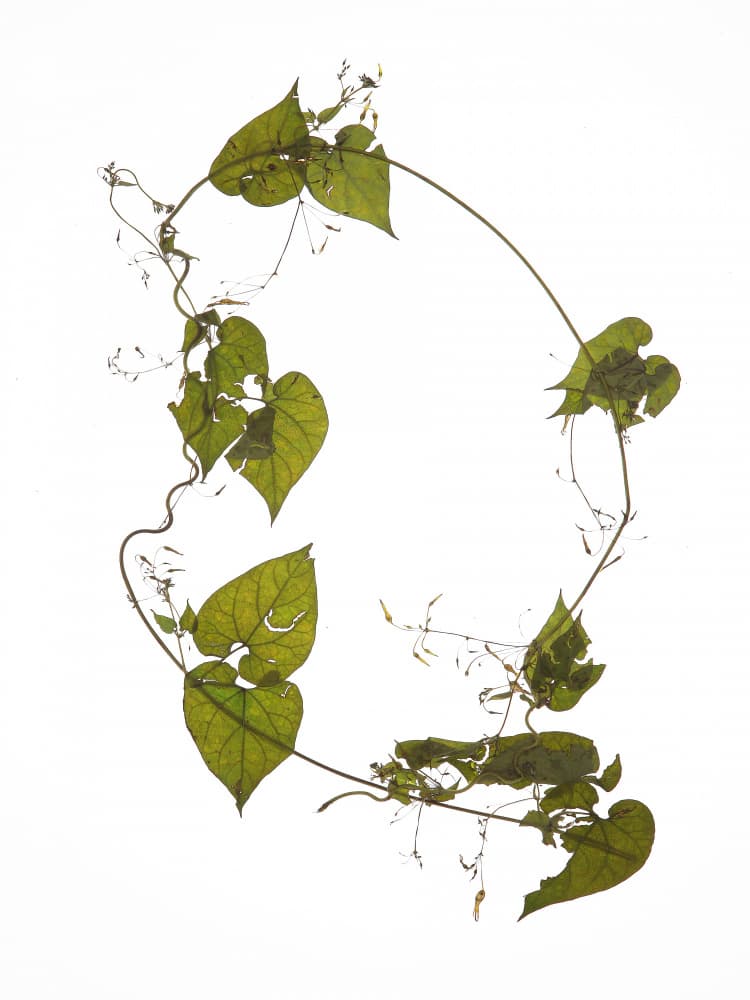 Leafy Circle Dance by Shot by Clint — canvas wall art