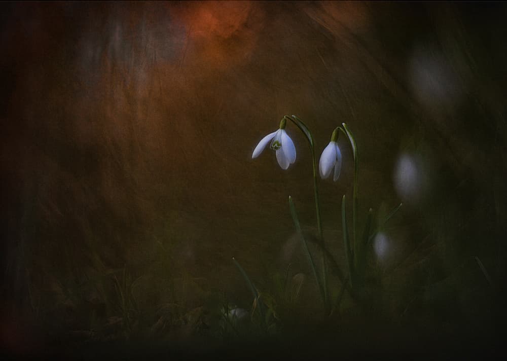 Gentle Snowdrop Light by Jan van der Linden — canvas wall art