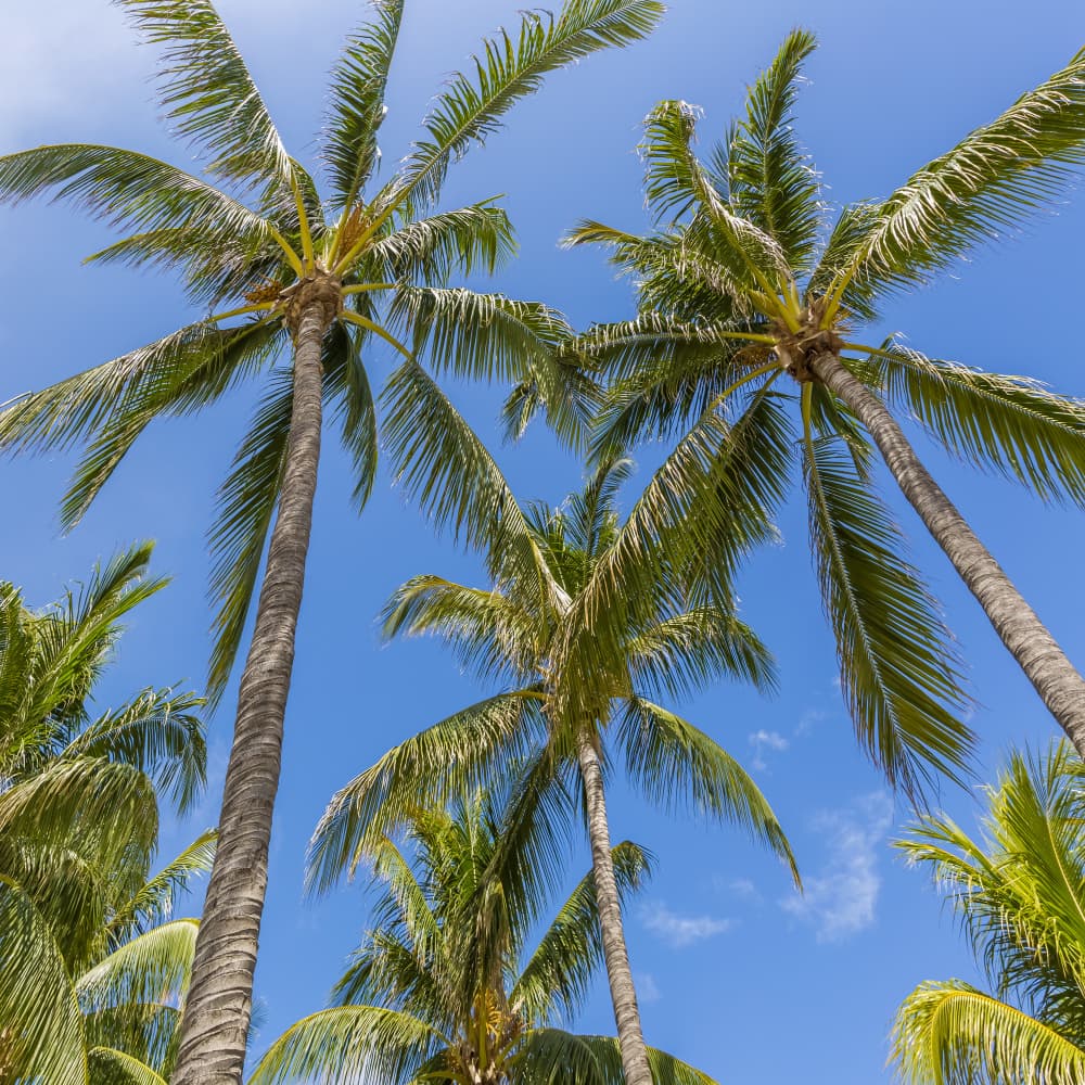 Skyward Tropical Palms by Melanie Viola — canvas wall art