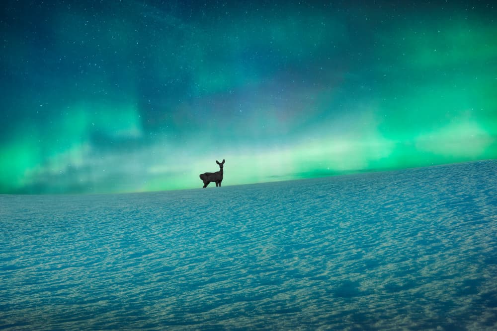 Northern Lights Deer by Christian Lindsten — canvas wall art