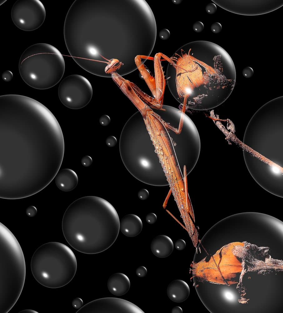 Dark Mantis Reflections by Thierry Dufour — canvas wall art