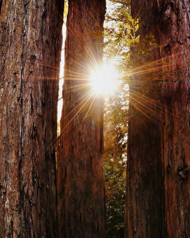 Golden Forest Sunbeams by Del Mundo Imagery — canvas wall art