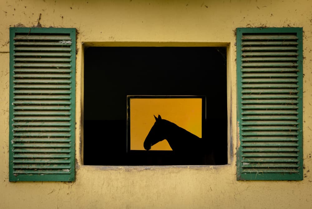 Barn Window Horse Silhouette by Hein Jonker — canvas wall art