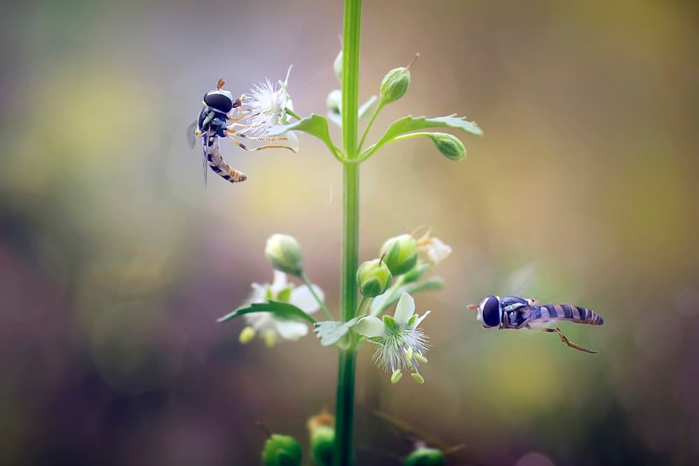 Hoverflies On Delicate Blooms by Fauzan Maududdin — canvas wall art