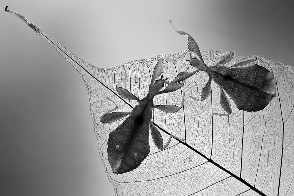 Delicate Leaf Insects by Jimmy Hoffman — canvas wall art