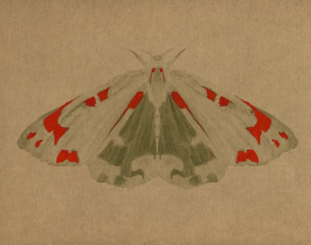 Elegant Red Moth by Josie George — canvas wall art