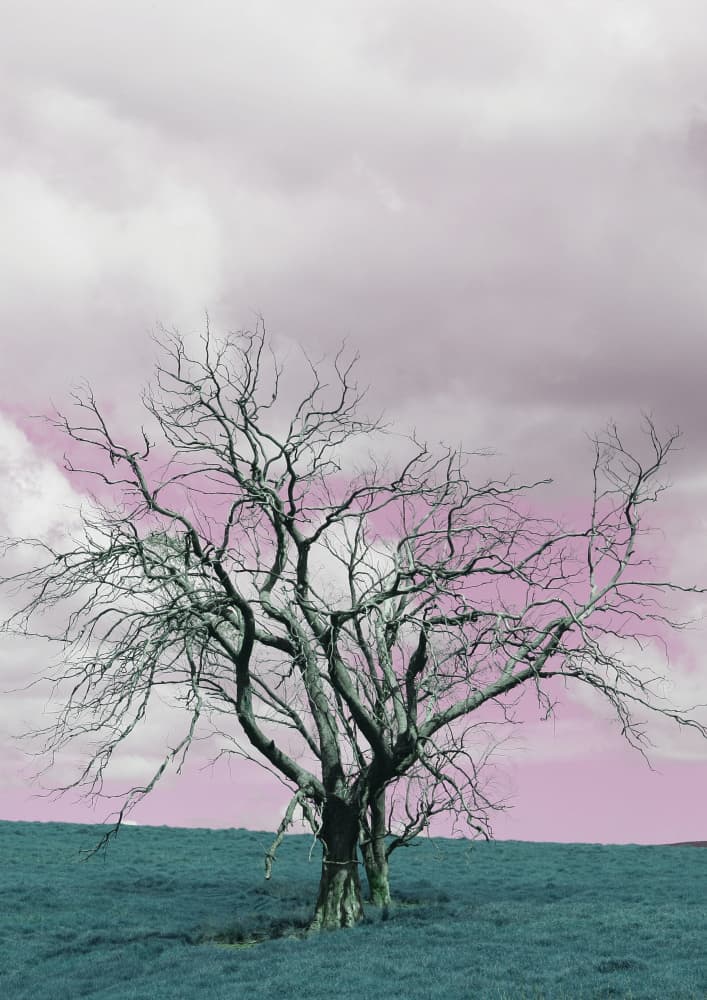 Barren Tree Against A Dreamy Pink Sky by Shot by Clint — canvas wall art