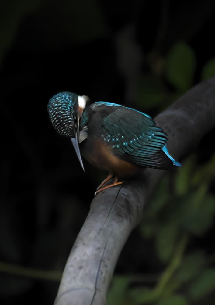 Vibrant Kingfisher Preening by Kaisyakuji Yushi — canvas wall art
