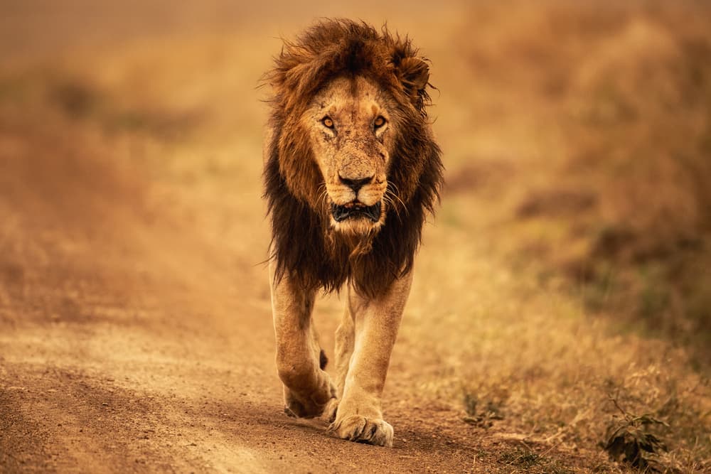 Powerful Male Lion by Mohammed Alnaser — canvas wall art