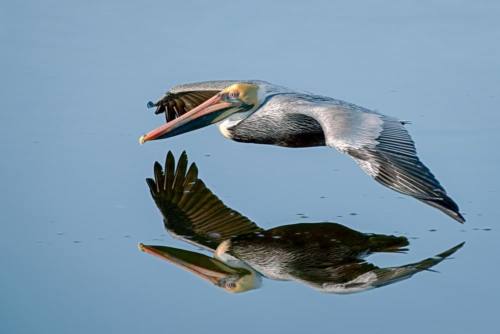 Flying Pelican Reflection by Nick Kalathas — canvas wall art