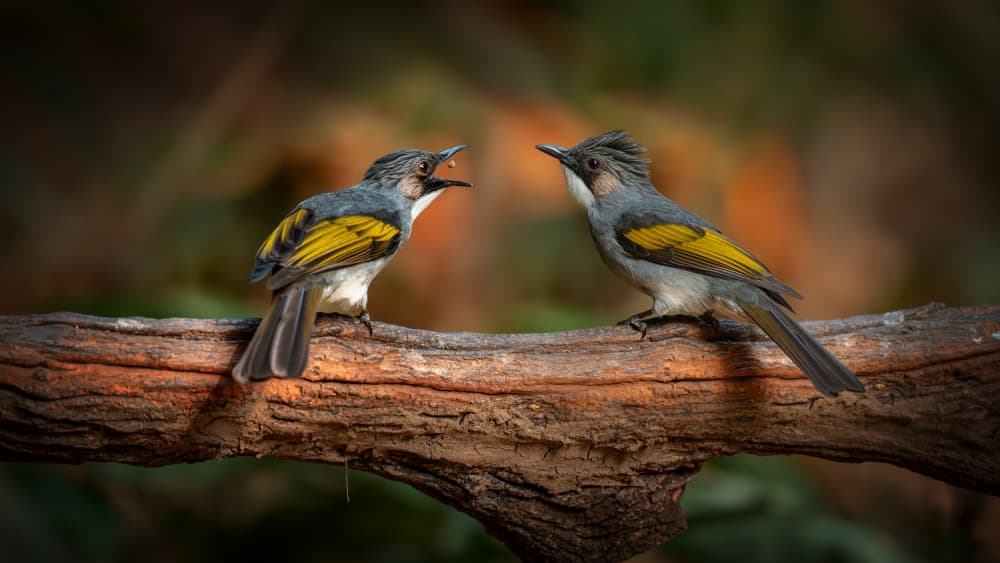 Talking Birds On Branch by tianhuayu — canvas wall art