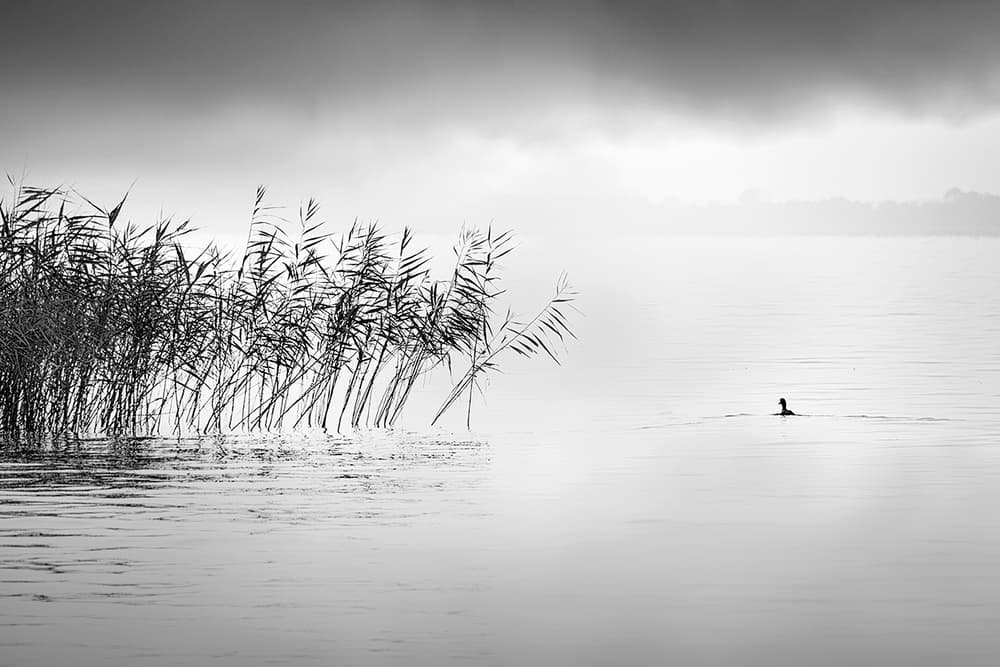 Misty Lake Reeds by George Digalakis — canvas wall art