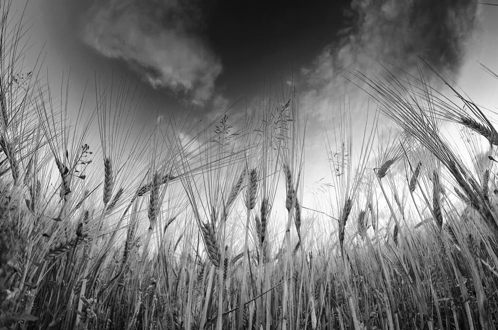 Dramatic Wheat Field by Benny Pettersson — canvas wall art