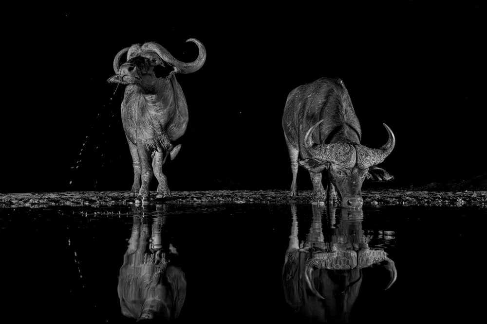 Night Buffalo Reflections by Jun Zuo — canvas wall art