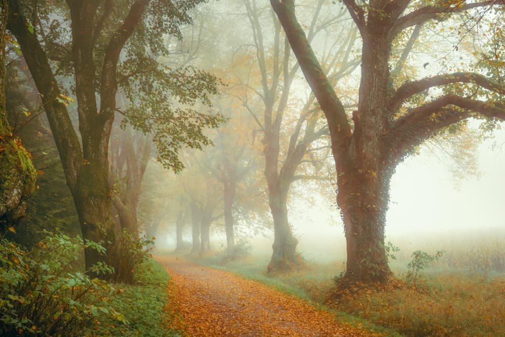 Misty Autumn Path by Ulrike Eisenmann — canvas wall art