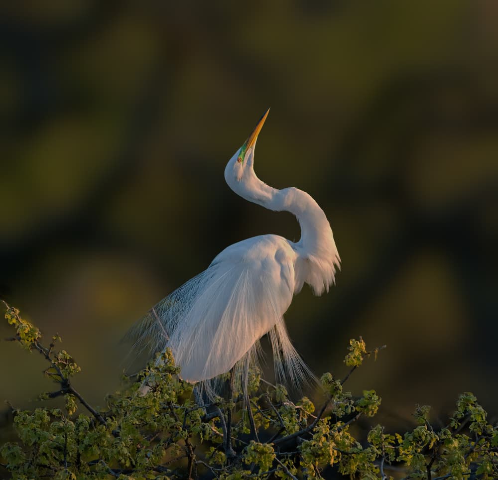 Graceful Egret Morning Light by Alex Li — canvas wall art