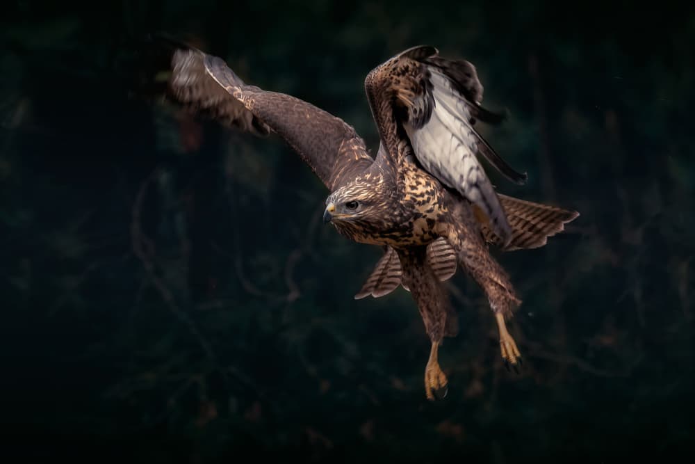 Raptor In Flight by Gert J ter Horst — canvas wall art