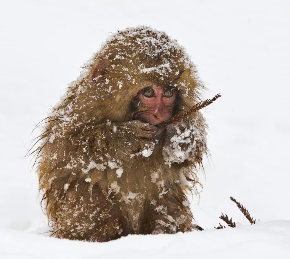 Huddled Snow Monkey by C.S. Tjandra — canvas wall art