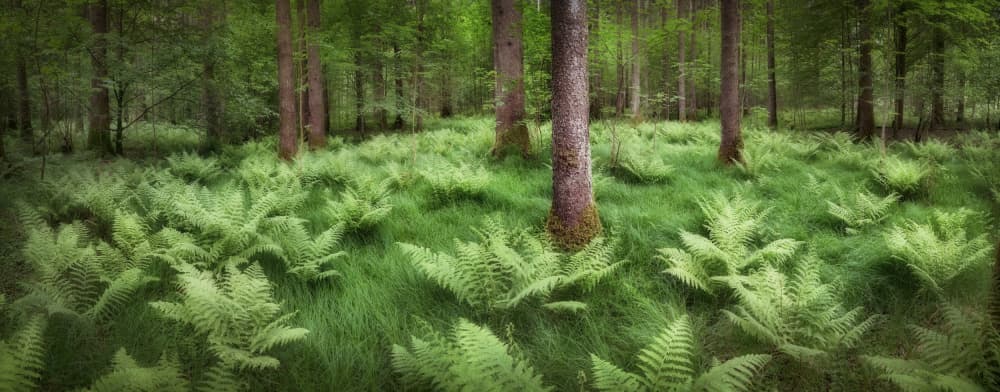 Lush Woodland Ferns by Burger Jochen — canvas wall art