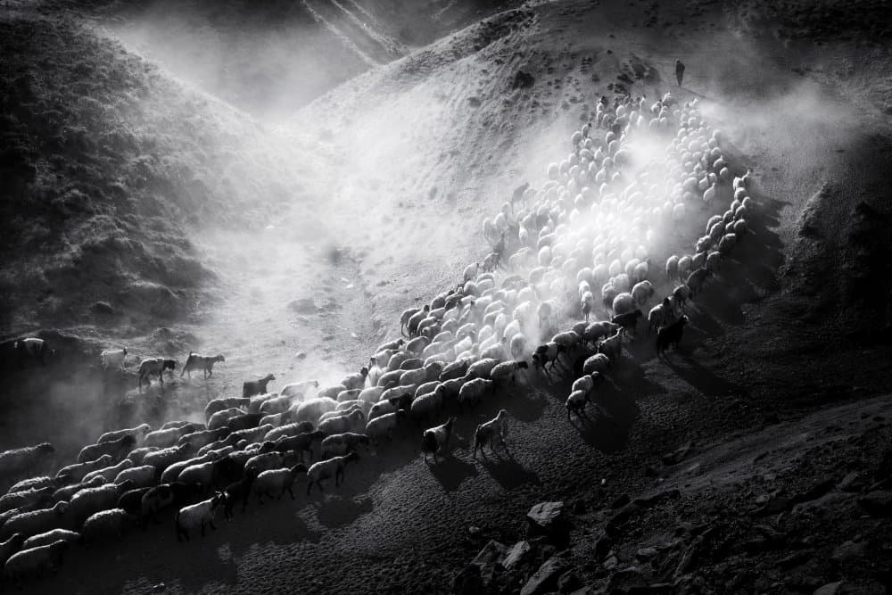 Misty Mountain Herd by durmusceylan — canvas wall art