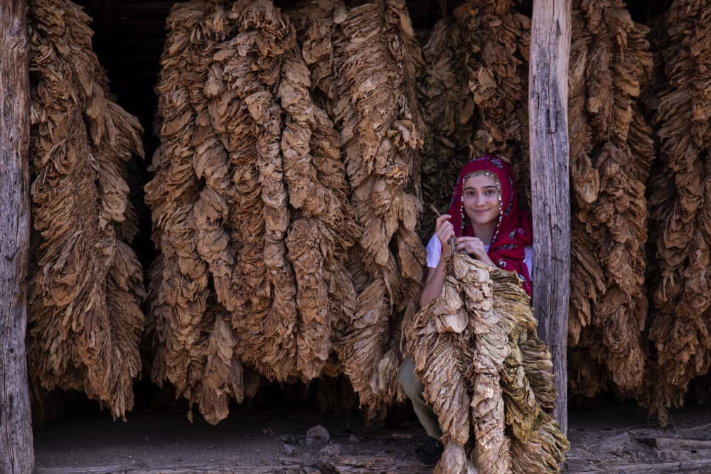 Smiling Girl Tobacco Harvest by Gulsen Yilman — canvas wall art