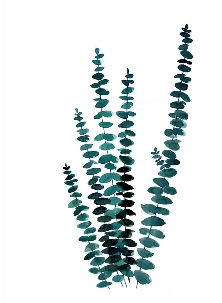 Watercolor Eucalyptus Sprigs by Rosana Laiz Blursbyai — canvas wall art