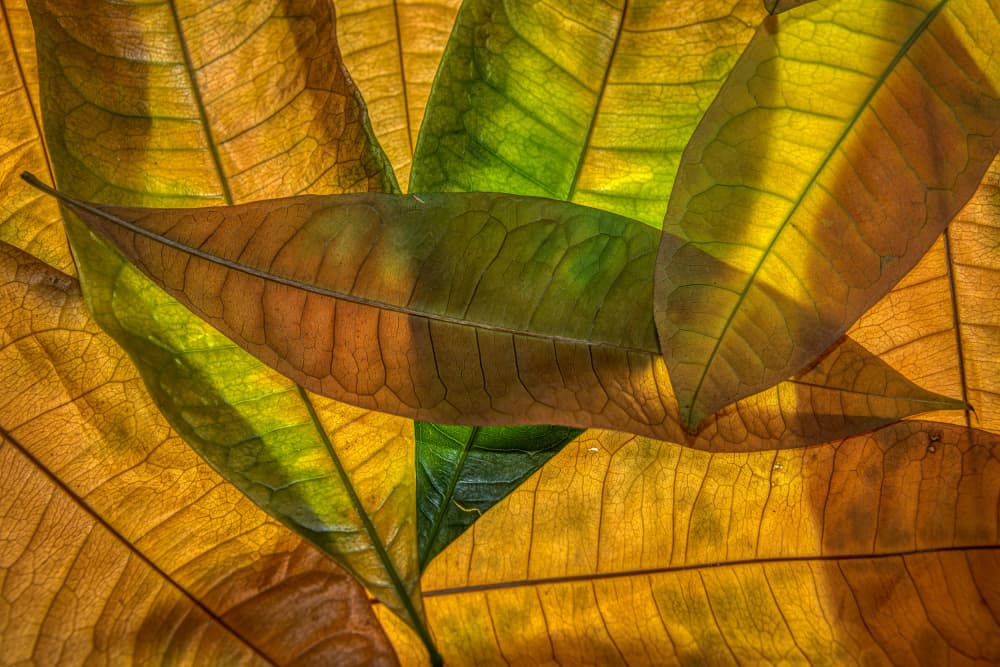 Backlit Autumn Leaves by Piet Haaksma — canvas wall art
