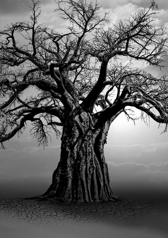 Ancient Baobab Tree by Carlo Kaminski — canvas wall art