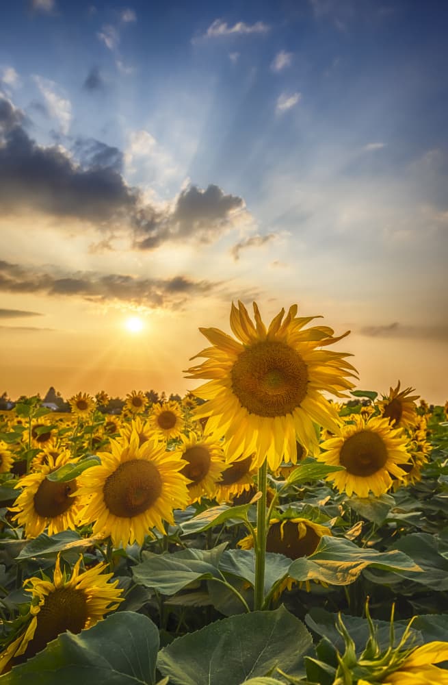 Radiant Sunflower Sunset by Melanie Viola — canvas wall art