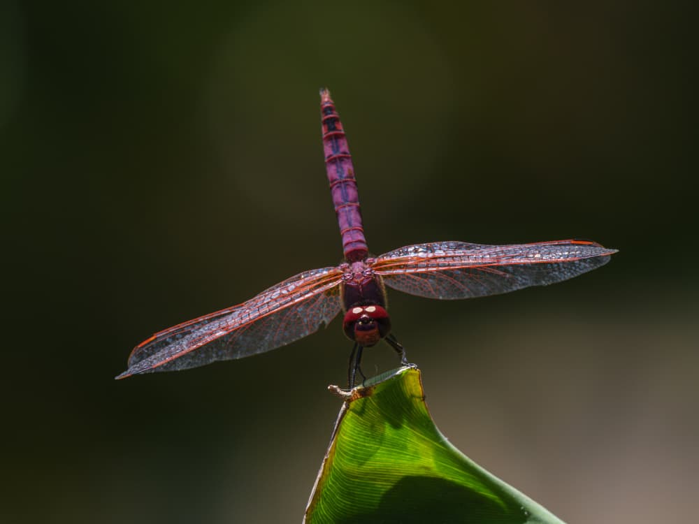 Elegant Purple Dragonfly by engin akyurt — canvas wall art