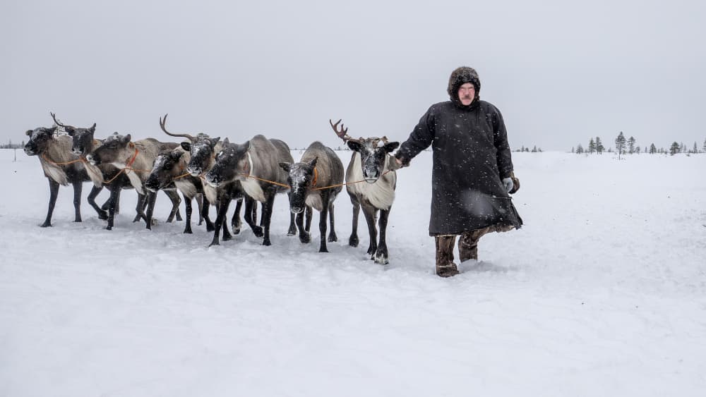 Arctic Reindeer Herder by Marcel Rebro — canvas wall art