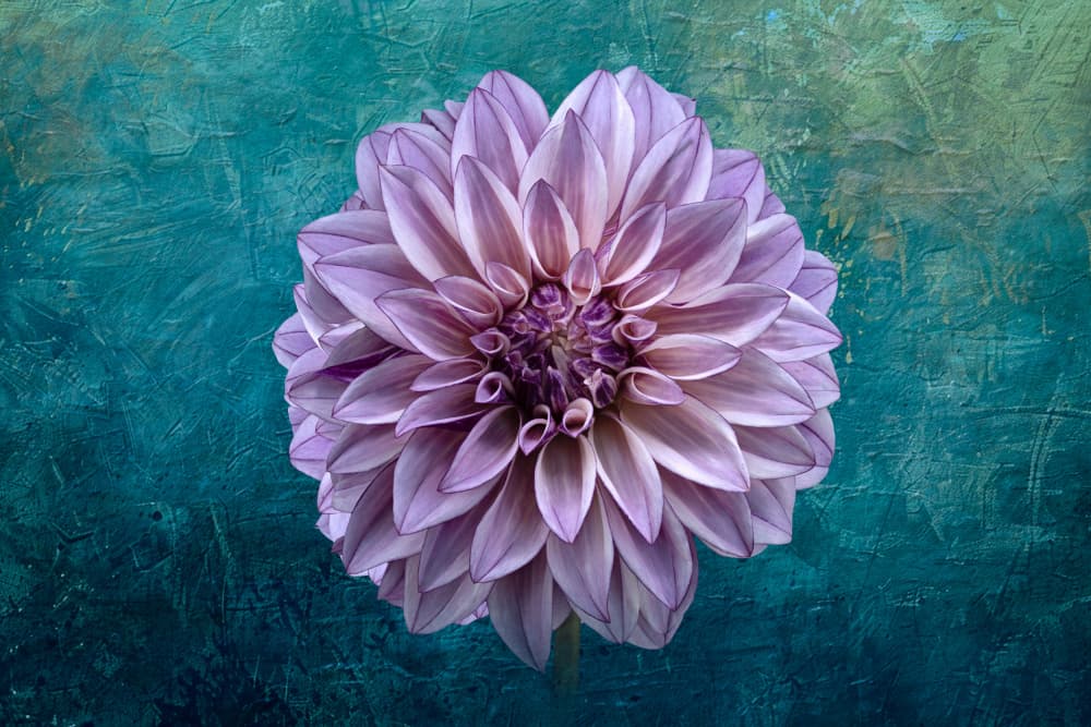 Dahlia on Teal by Richard Urbanski — canvas wall art
