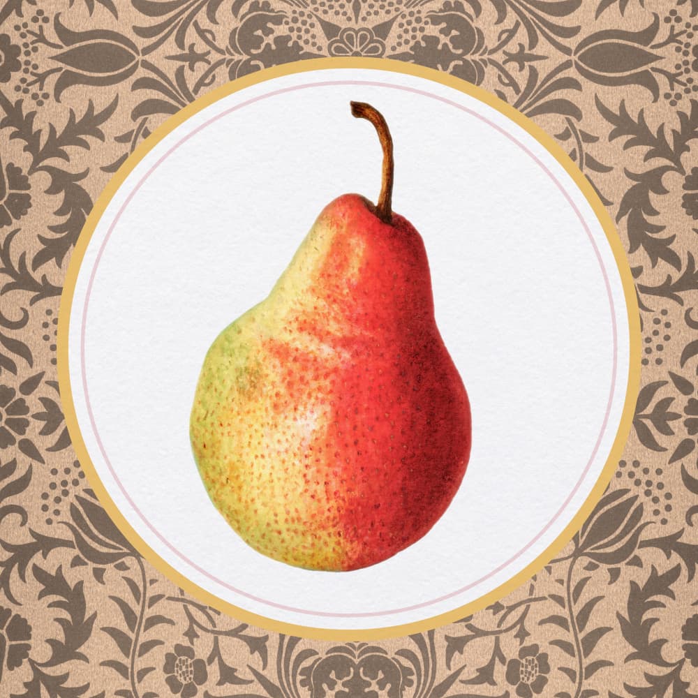 Elegant Botanical Pear by Wild Violets — canvas wall art