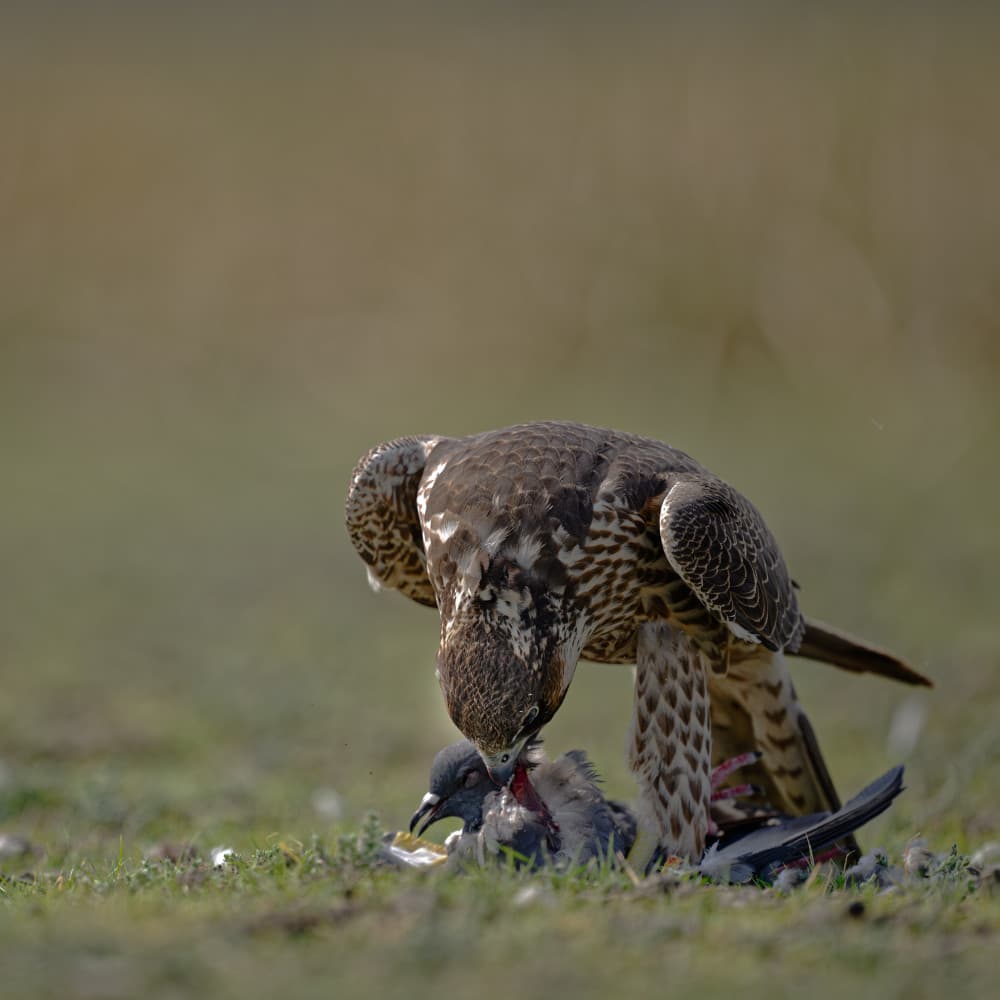 Falcon Claims Its Prey by Som Prasad — canvas wall art