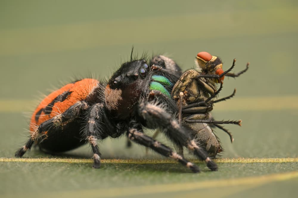 Vivid Jumping Spider Hunt by Ajar Setiadi — canvas wall art