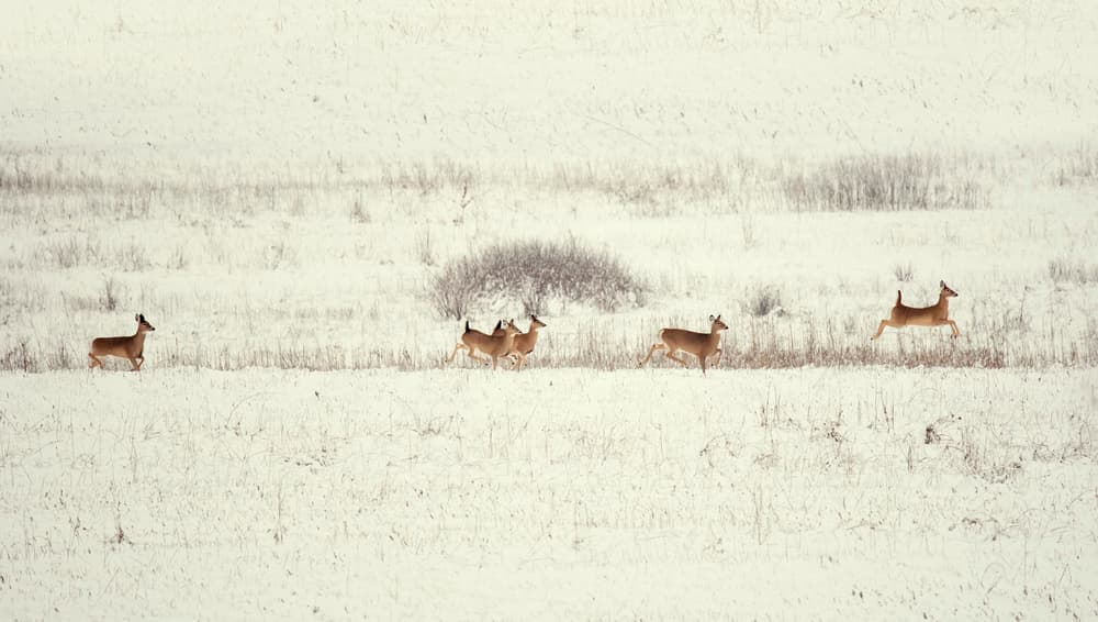 Wild Deer Snow Run by Yu Cheng — canvas wall art