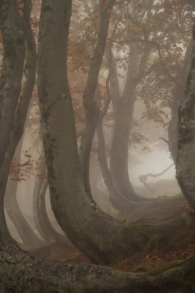 Misty Curved Forest by Roberto Marchegiani — canvas wall art