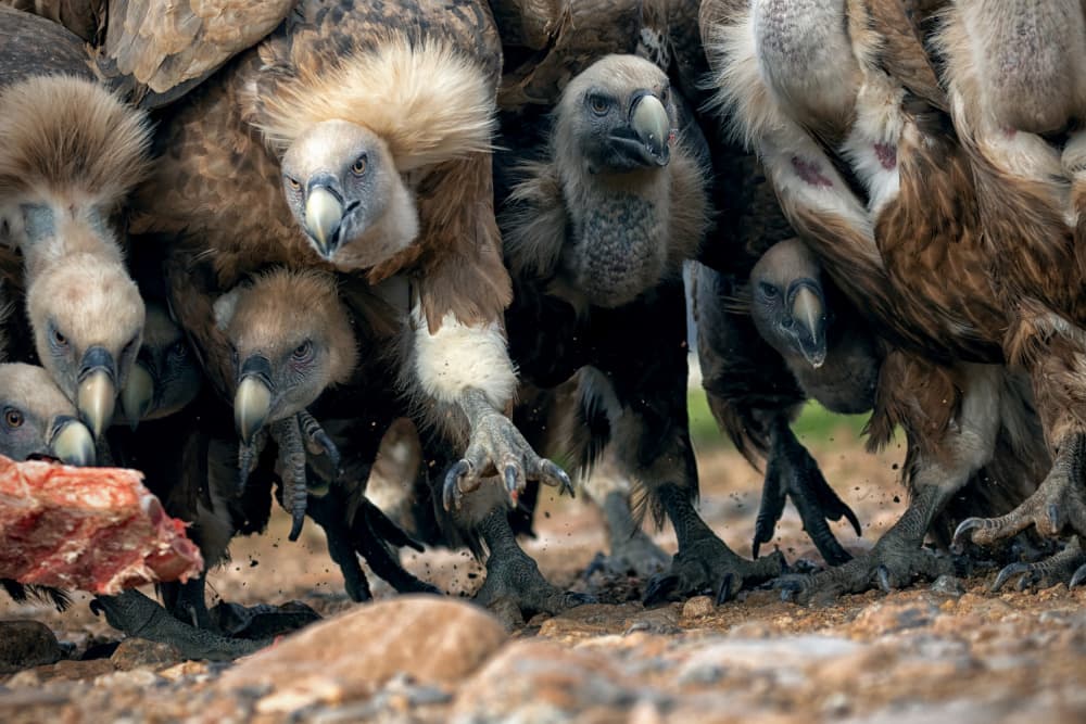 Vultures Feeding Frenzy by TONY GORAN — canvas wall art
