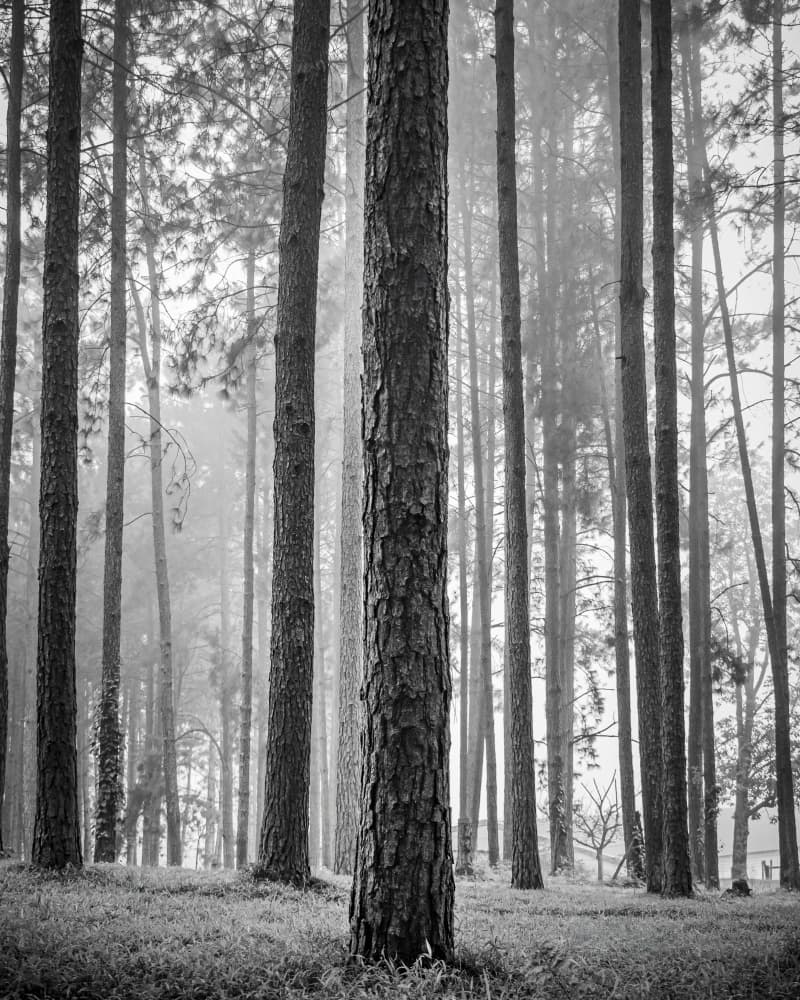 Misty Pine Forest by Hein Jonker — canvas wall art