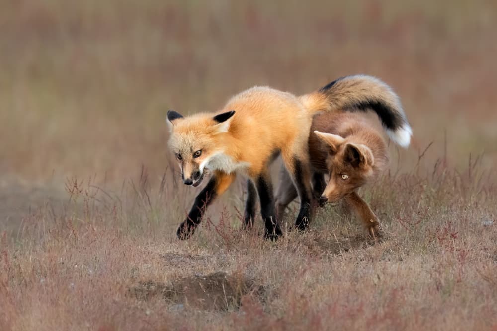 Playful Wild Foxes by Jun Zuo — canvas wall art
