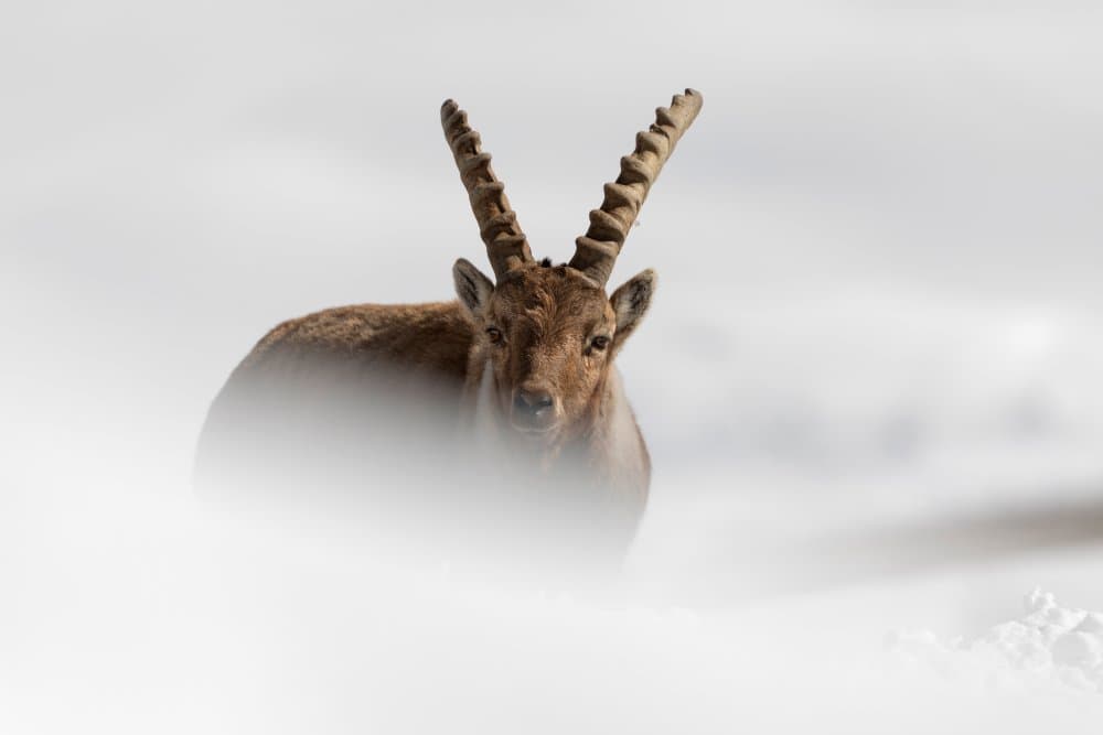 Alpine Ibex in Snow by Paolo Bolla — canvas wall art