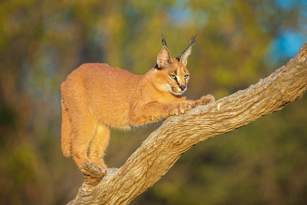 Golden Caracal on Tree by Jeffrey C. Sink — canvas wall art