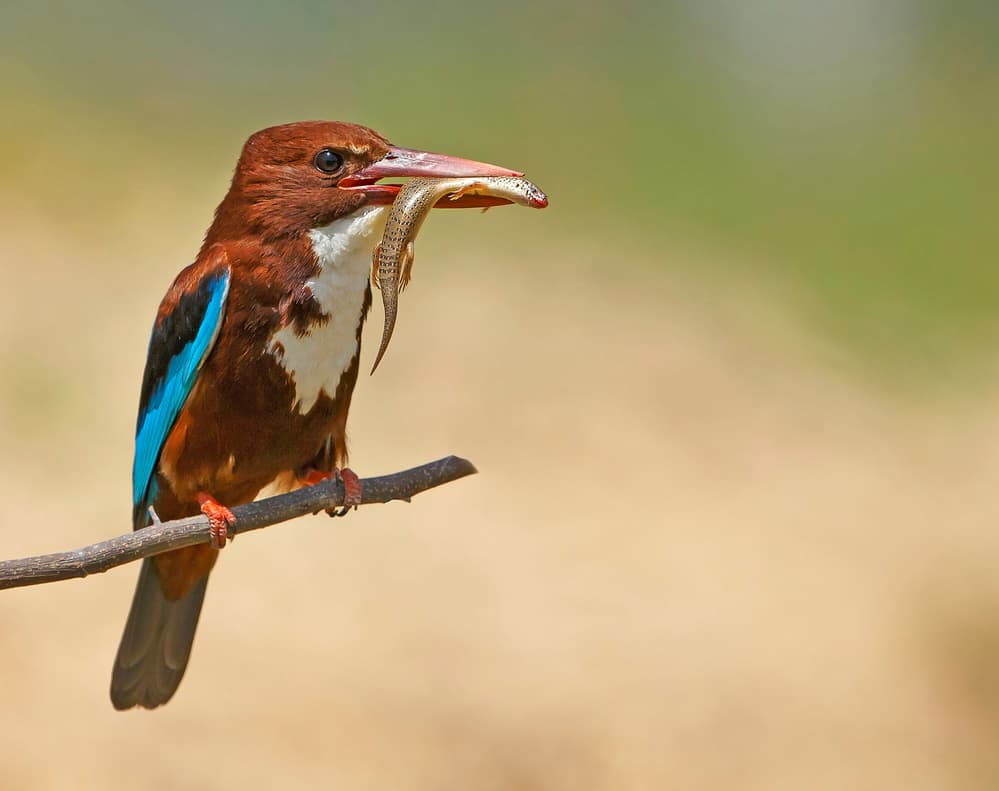 Vibrant Kingfisher Hunt by Shlomo Waldmann — canvas wall art