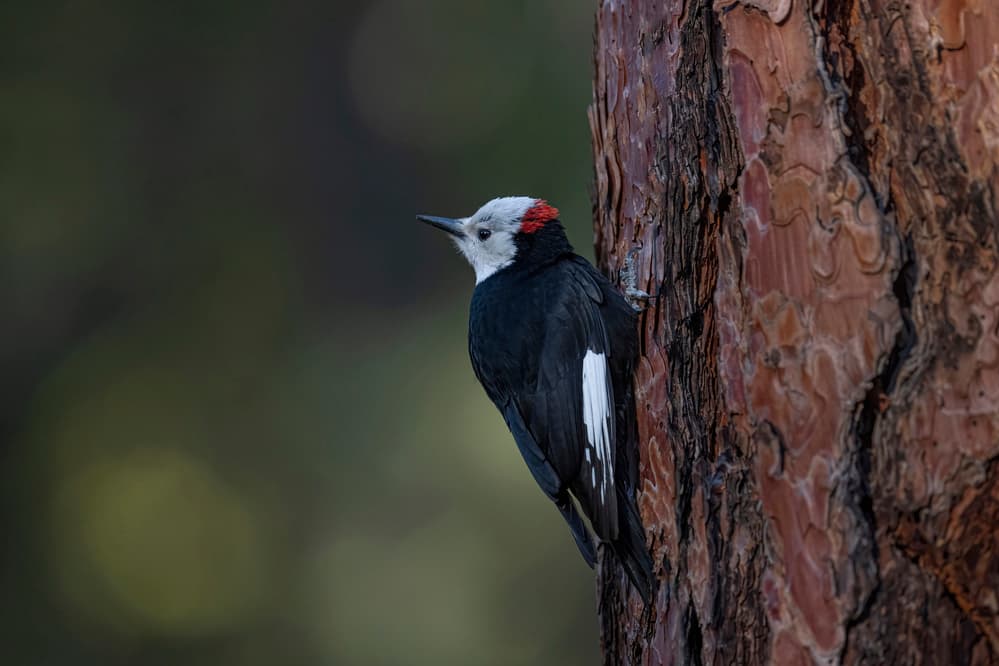 White-headed Woodpecker Perched by Tracy — canvas wall art