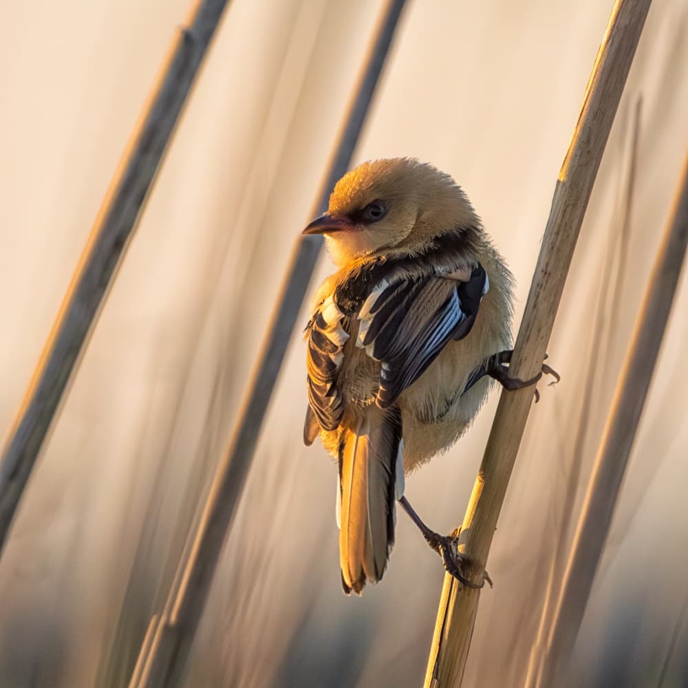 Golden Hour Bird by Leif Løndal — canvas wall art