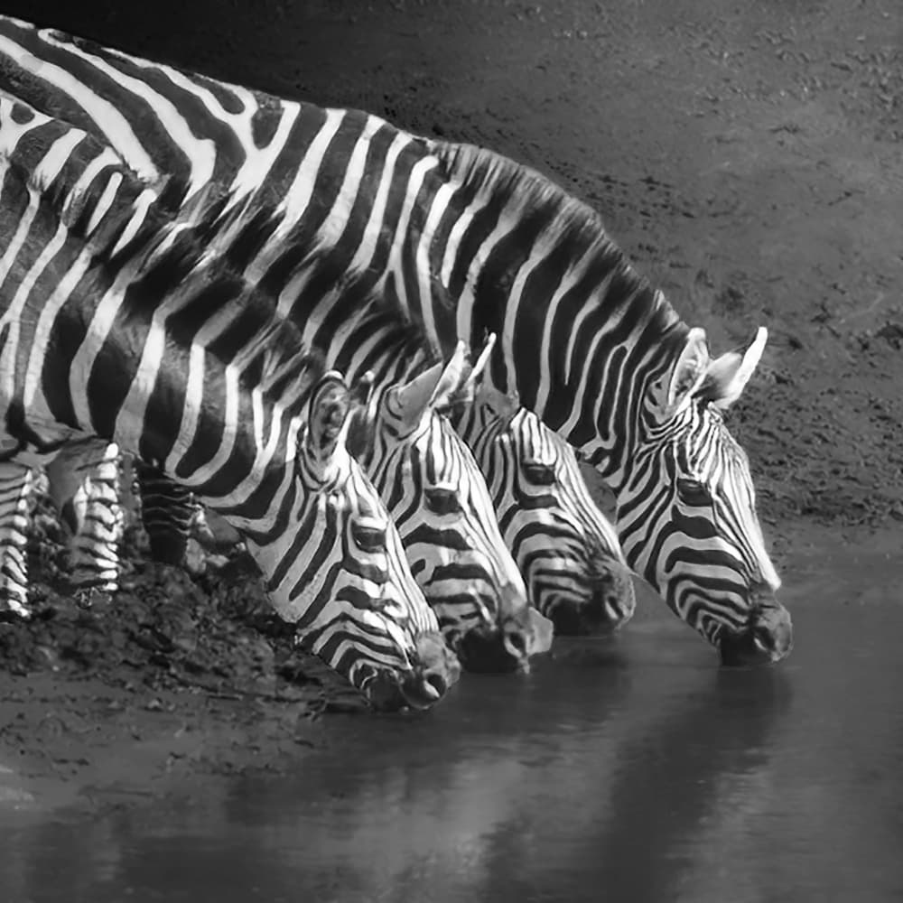 African Zebras Drinking by Yun Gong — canvas wall art