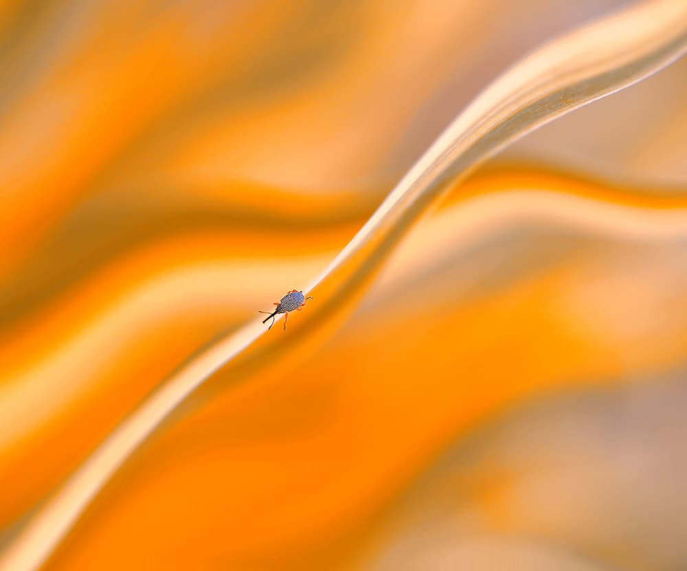 Golden Orange Insect by Thierry Dufour — canvas wall art