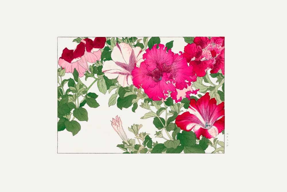 Vintage Petunia Flower by Tanigami Konan — canvas wall art